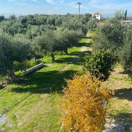 Casa de Férias My Olive Tree House